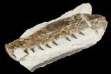 Fossil Mosasaur (Tethysaurus) Jaw Section - Asfla, Morocco #180850-3